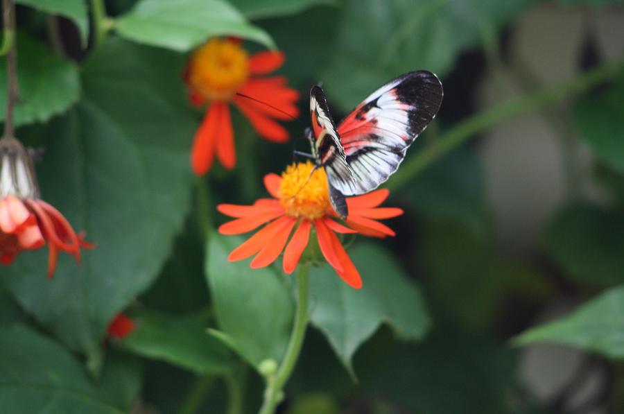 Butterfly Photograph - Orange On Orange by Chuck Hicks