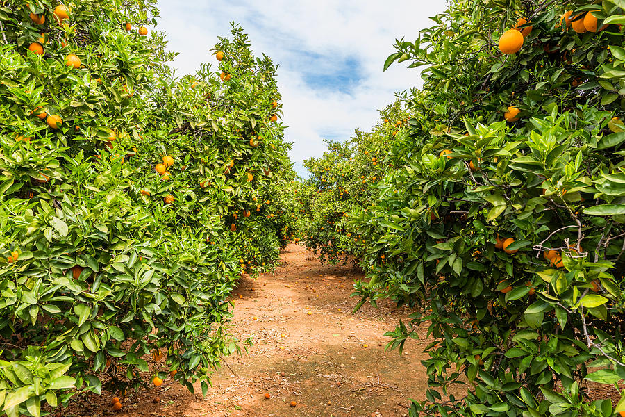 Orange Orchard in Alzira Spain Photograph by © Allard Schager