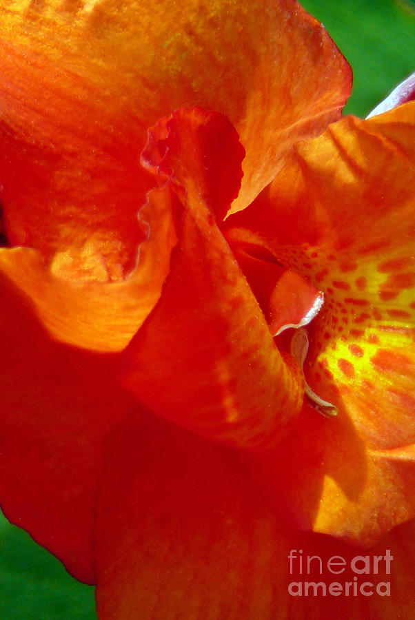 Orange Orchid Photograph by Chris Sotiriadis