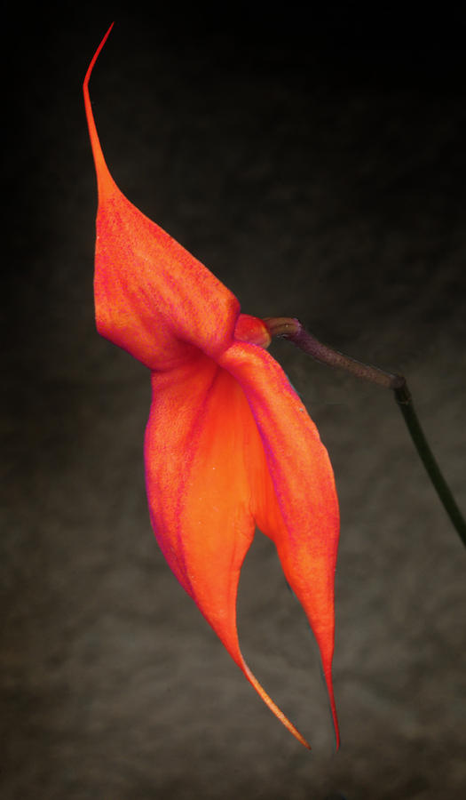 Orange Orchid Photograph by Dave Mills