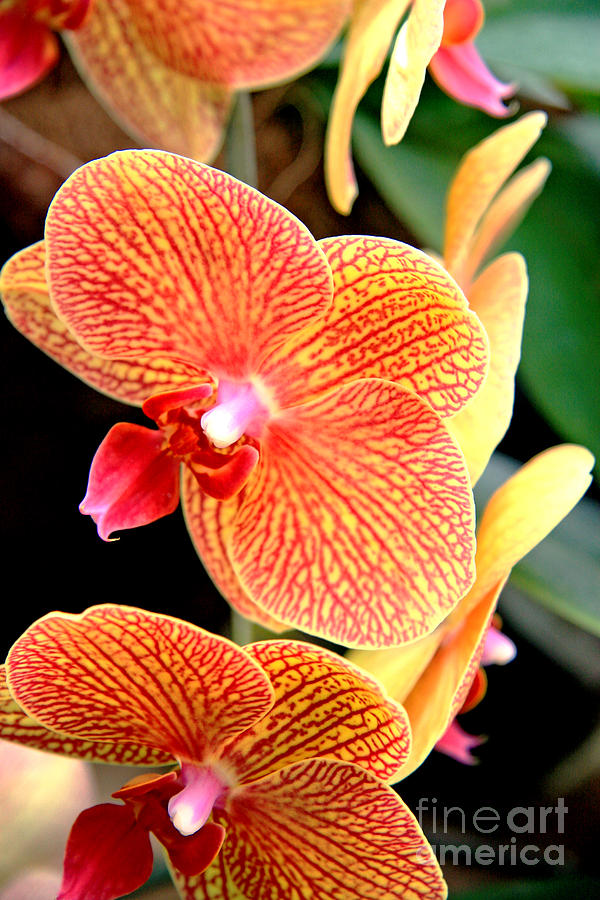 Orchid Photograph - Orange orchid by Lali Kacharava