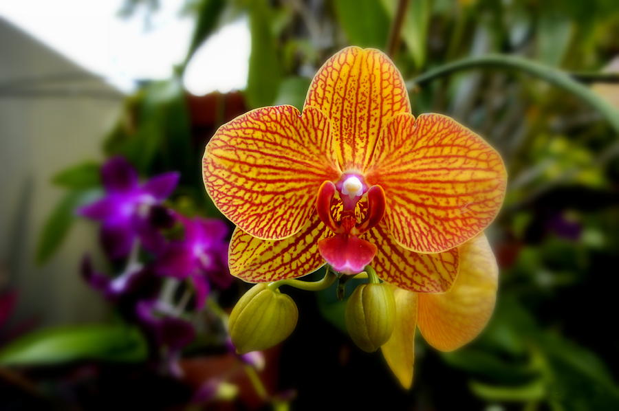 Orange Orchid Photograph by Laurie Perry
