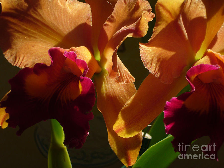 Orange Orchid Photograph by Mukta Gupta