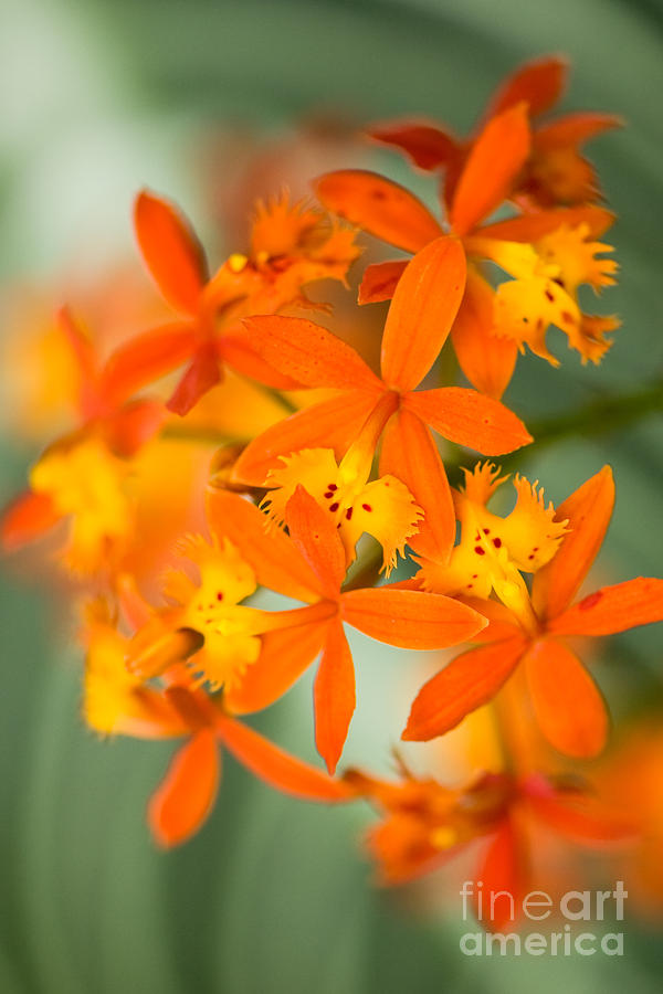 Orange orchid Photograph by Oscar Gutierrez