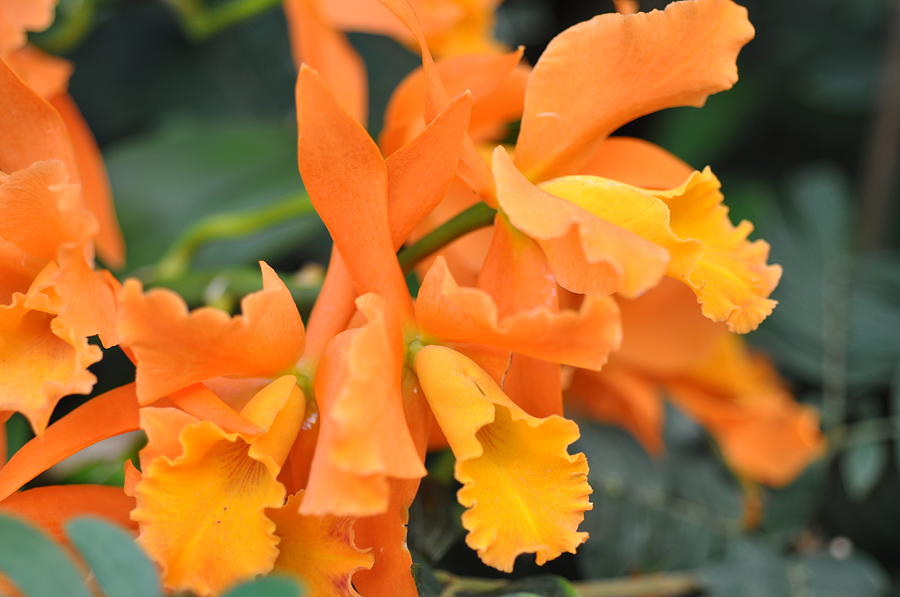 Orange Orchid Photograph by Sue Morris