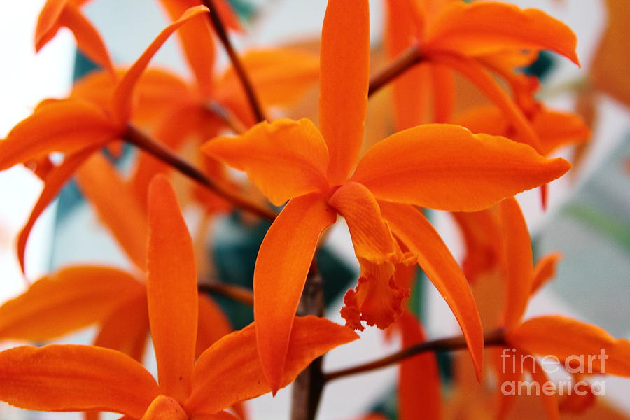 Orange Orchid Photograph by Theresa Ramos-DuVon