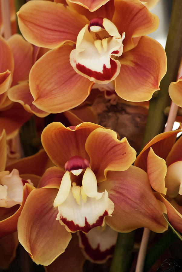 Orange Orchids Photograph by Anna Miller - Fine Art America