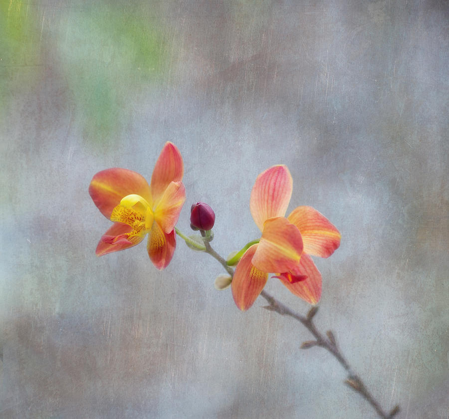 Orange Orchids Photograph by Kim Hojnacki