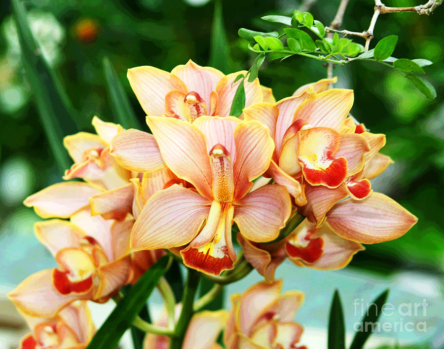 Orange Orchids Photograph by Larry Oskin