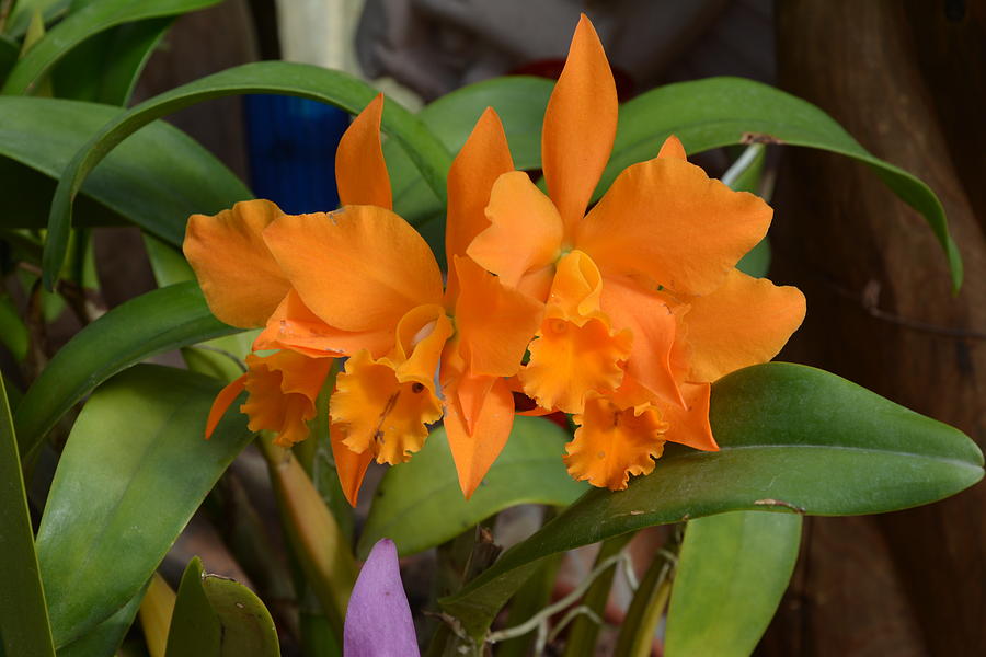 Orchid Photograph - Orange Orchids by William Hallett