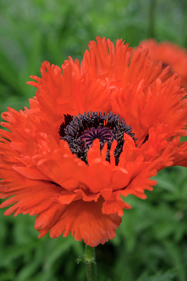 Orange Oriental Poppies, USA Photograph by Lisa S. Engelbrecht - Fine ...