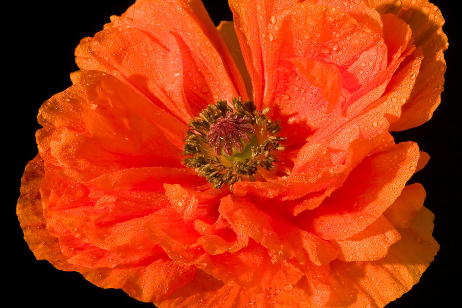 Orange Oriental Poppy Flower Photograph by Keith Webber Jr