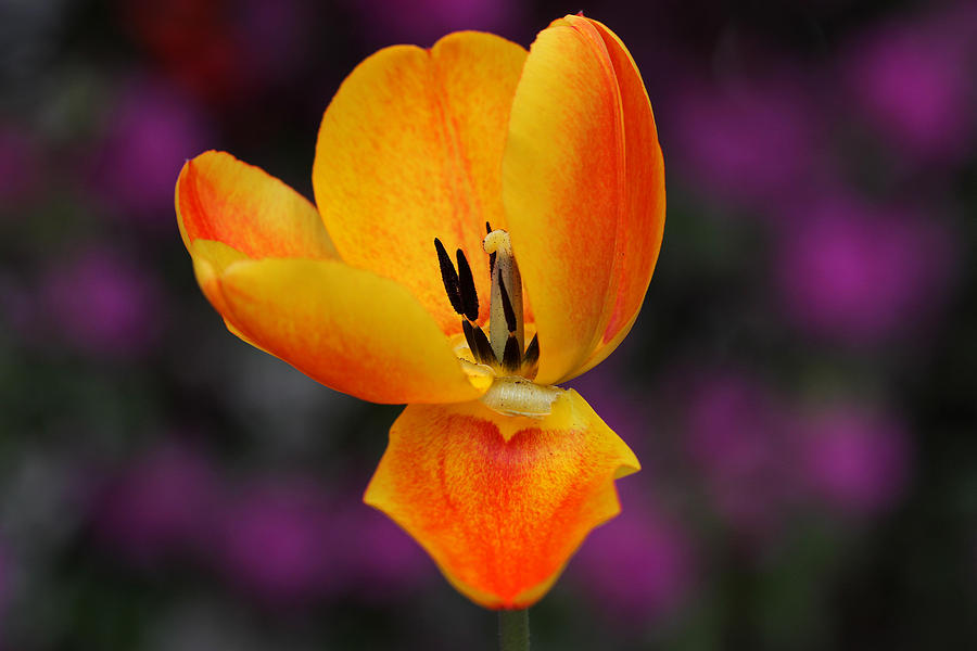 Tulip Photograph - Orange over Purple by Juergen Roth
