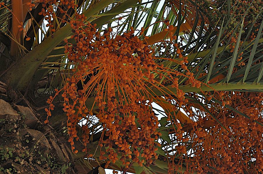 Orange Palm Photograph by Joseph Yarbrough