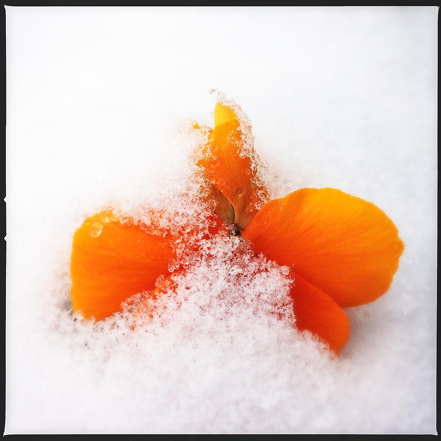 Flower Photograph - Orange pansy flower covered with white snow in spring by Matthias Hauser