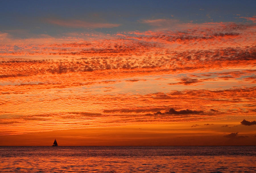 Orange Paradise Photograph By Susan Degginger - Fine Art America