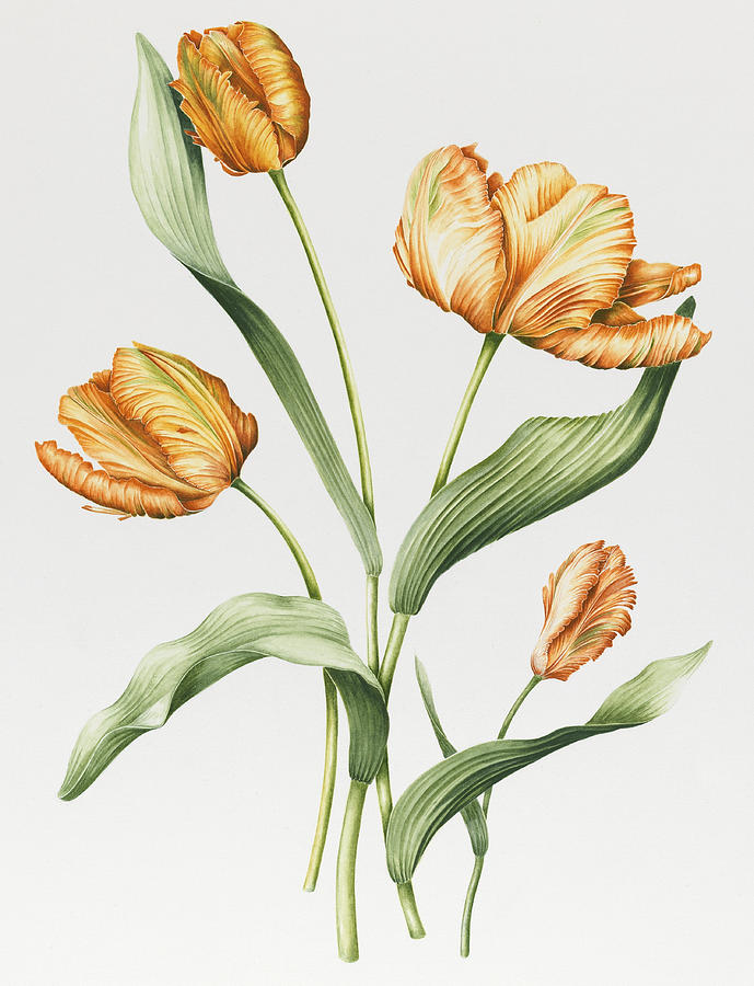 Tulip Painting - Orange Parrot Tulips by Sally Crosthwaite