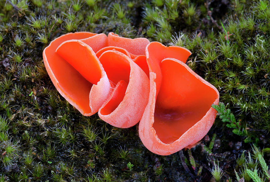 Orange-peel Fungus Photograph by Nigel Downer - Fine Art America