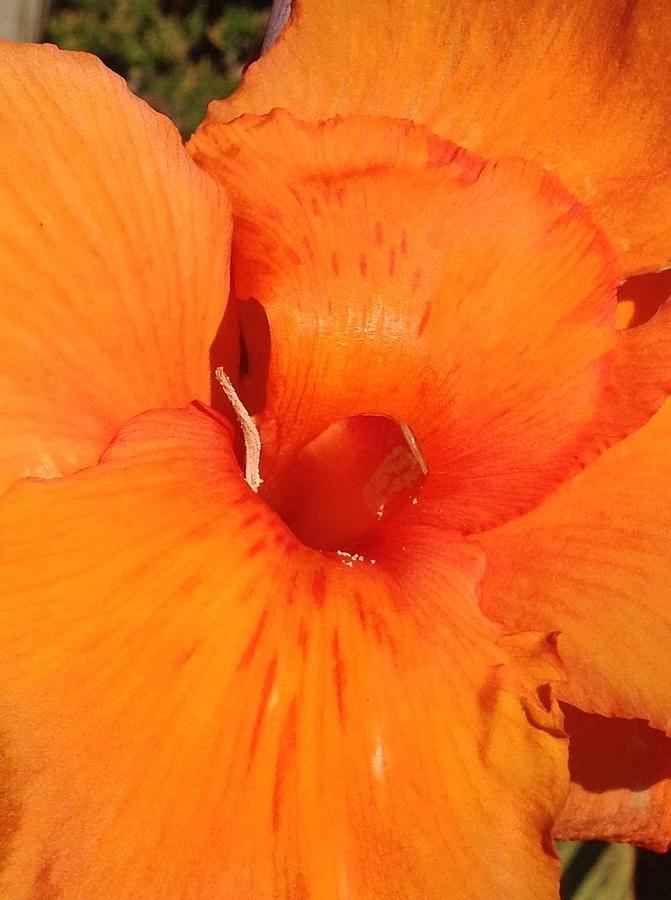 Orange Petals Photograph by Daniele Smith