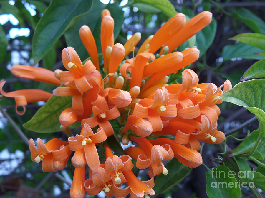 Orange Petals Photograph by HEVi FineArt