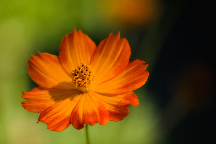 Orange Petals Photograph by Lana Trussell