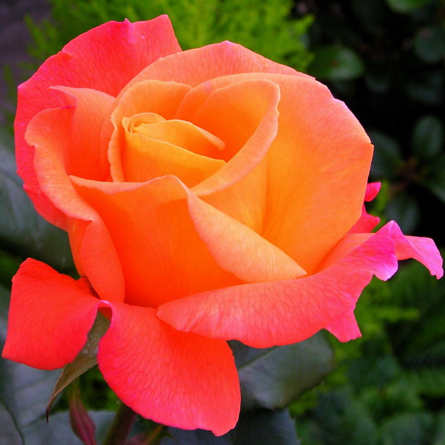 Orange Pink Rose Flower Close Up Photograph by Lynne Dymond
