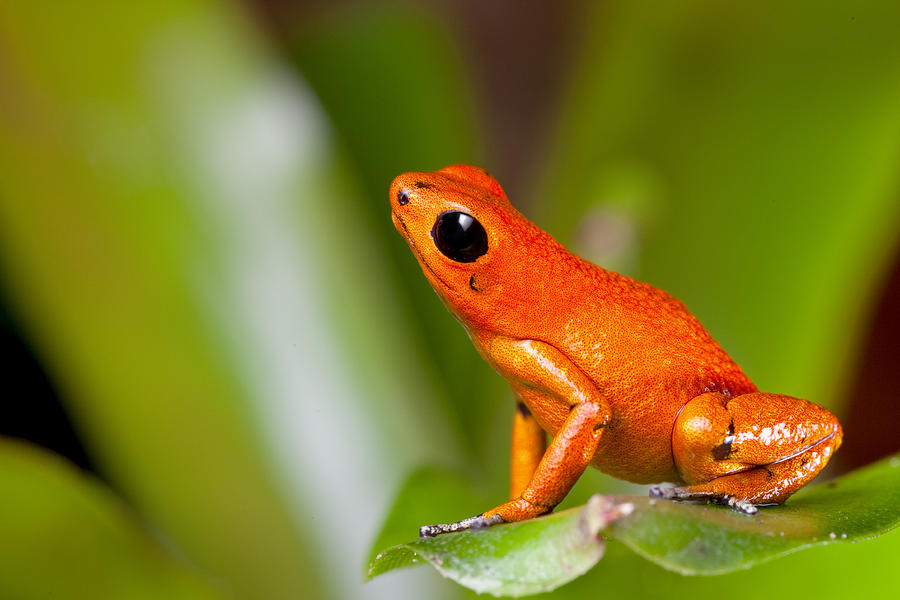 Orange Poison Dart Frog Photograph by Dirk Ercken - Fine Art America