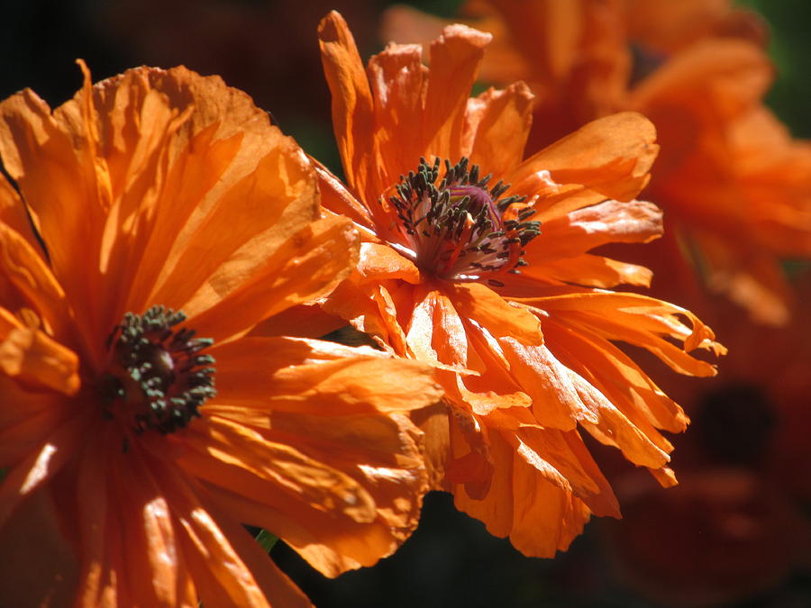 Orange Poppies Photograph by Alfred Ng