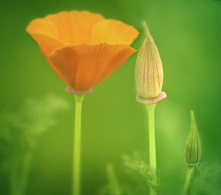 Orange Poppies Photograph by Diana Kehoe Photography