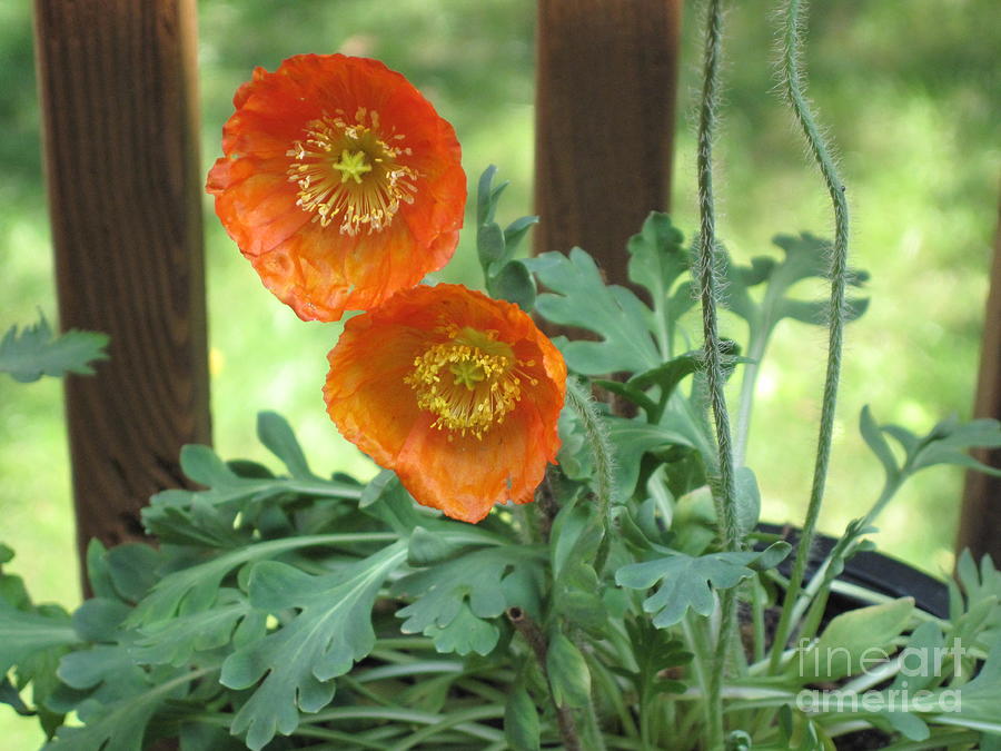 Orange Poppies Photograph by HEVi FineArt