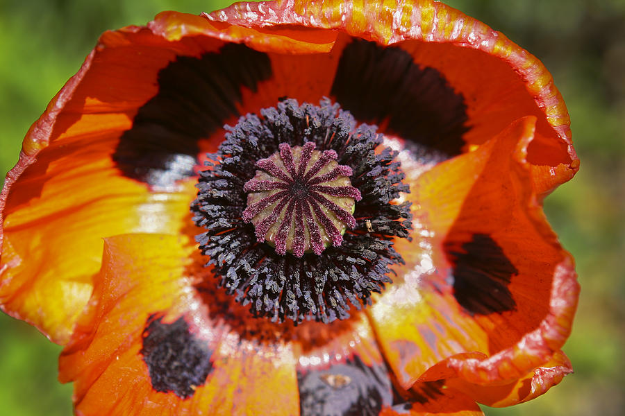 Poppy Photograph - Orange Poppy by Belinda Greb