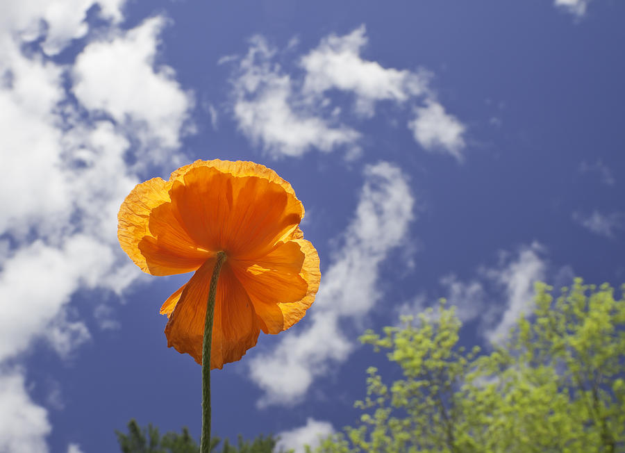 Orange Poppy - Blue Sky Photograph by Keith Webber Jr