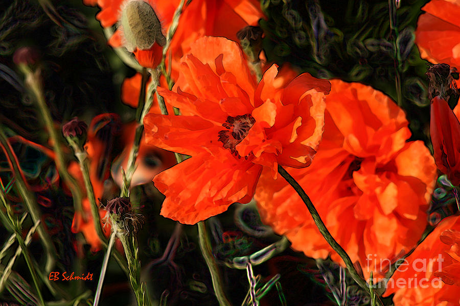 Orange Poppy Digital Art by E B Schmidt