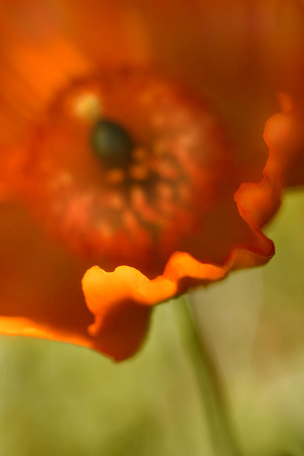 Orange Poppy Flower Photograph by Jennie Marie Schell