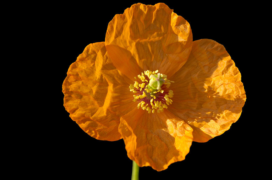 Orange poppy flower Photograph by Matthias Hauser