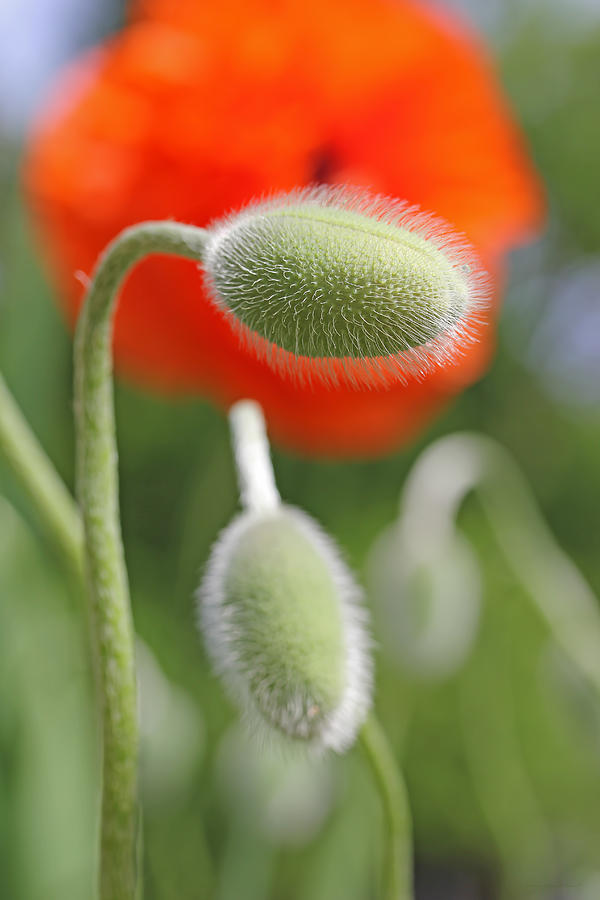 Orange Poppy Flower Pods Photograph by Jennie Marie Schell