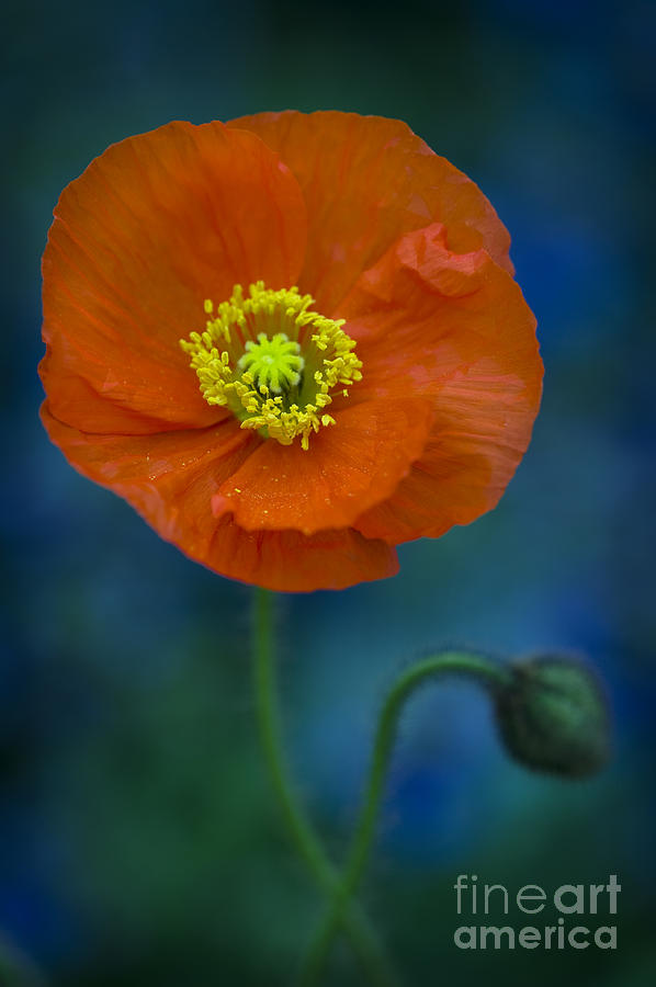 Orange Poppy In Flower Photograph by Lee Avison