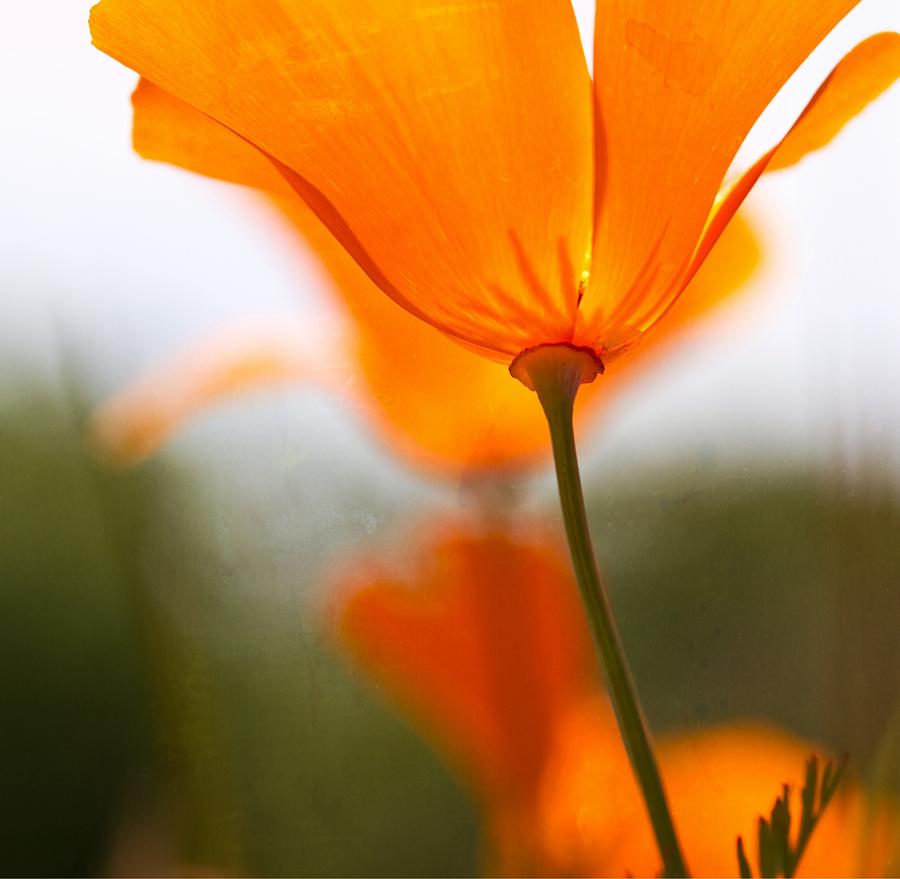 Orange Poppy in Sunlight Photograph by Marie Jamieson