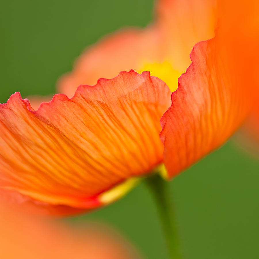 Orange Poppy Photograph by Joan Herwig