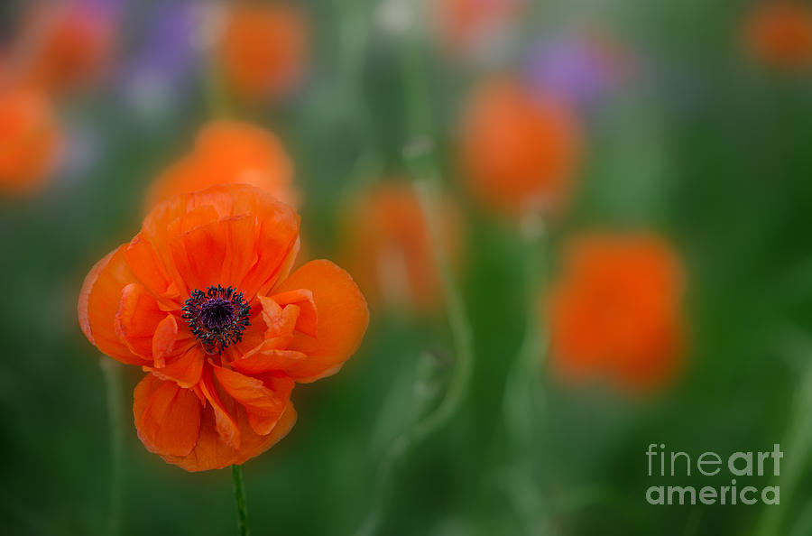 Orange Poppy Photograph by Michael Arend