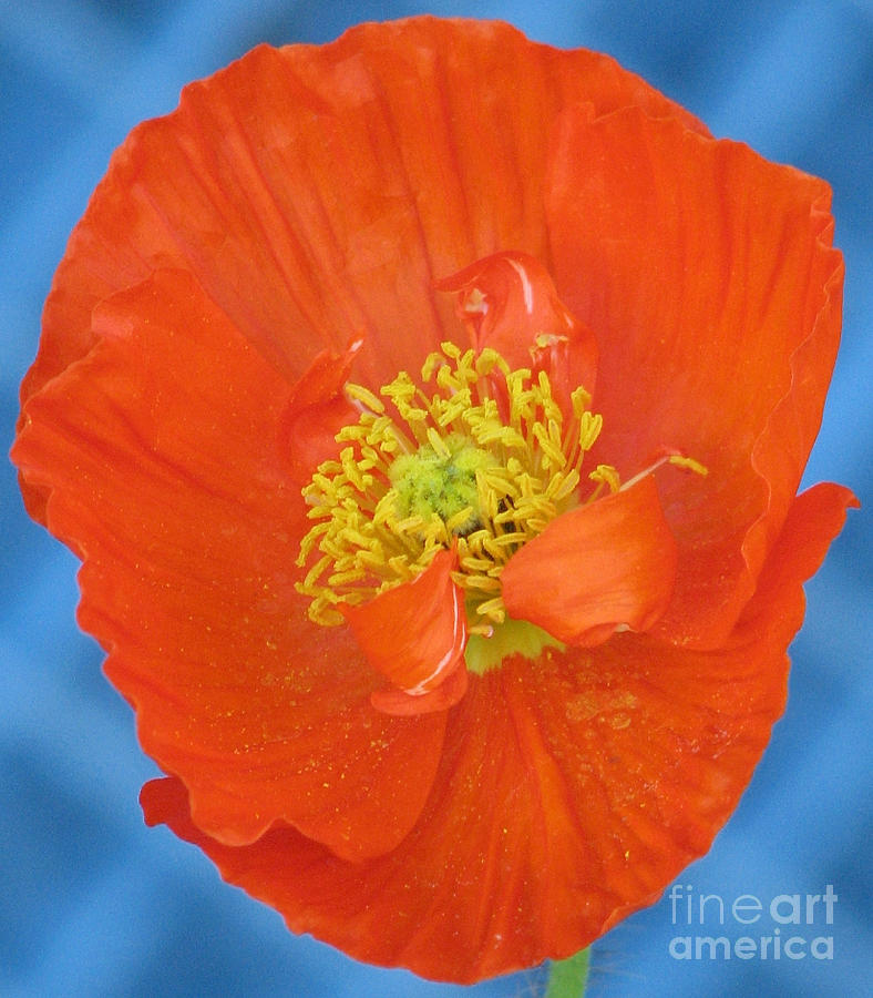 Orange Poppy on Blue Photograph by Chris Anderson