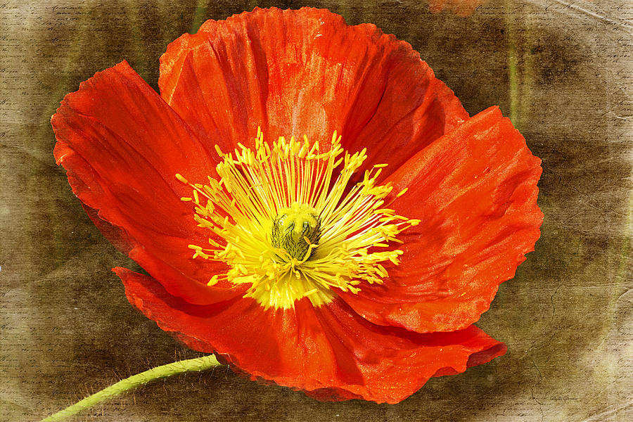 Orange Poppy Parchment  Photograph by Phyllis Denton