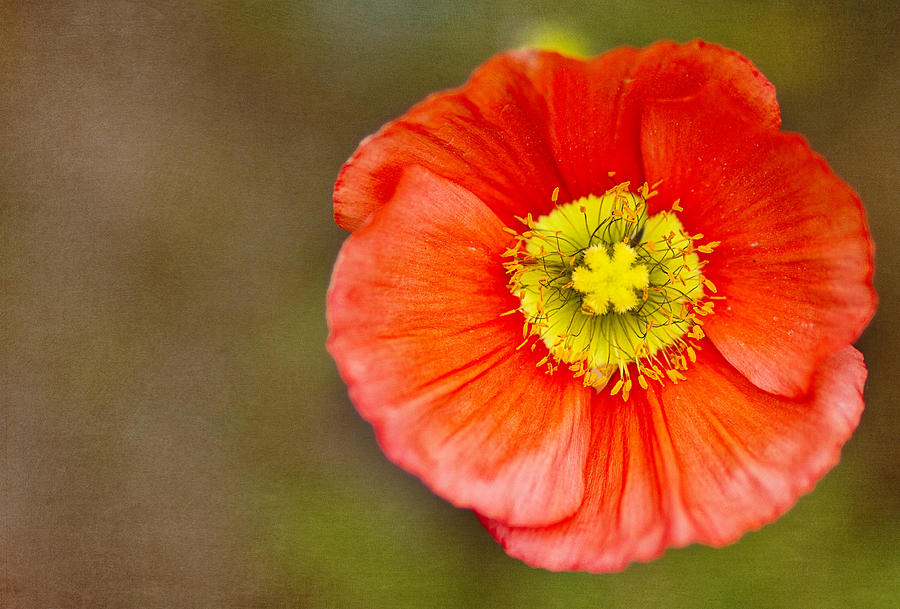 Orange Poppy Photograph by Rebecca Cozart