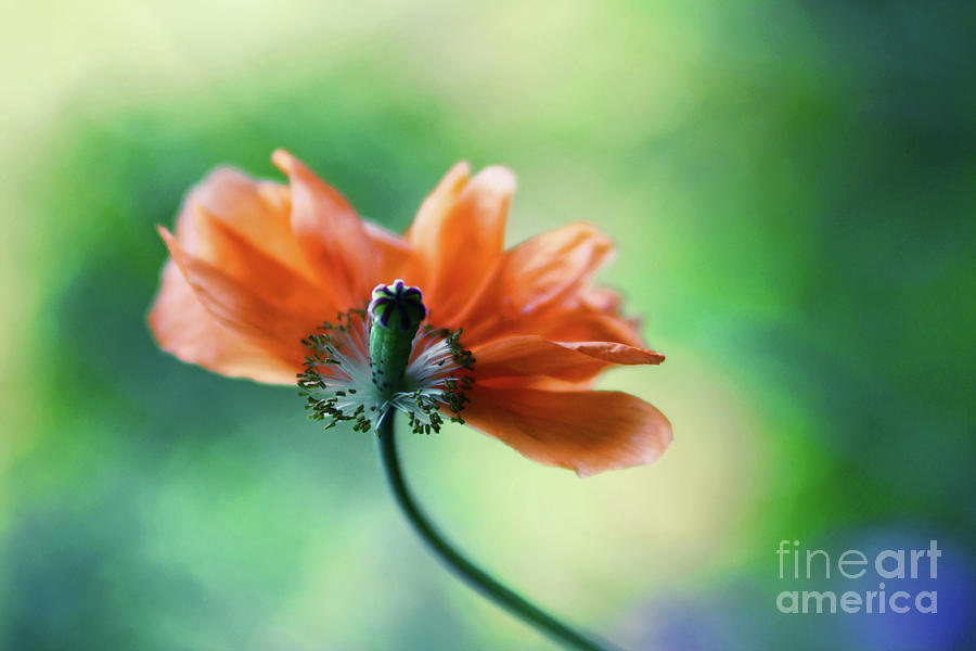 Poppy Photograph - Orange Poppy by Sylvia Cook