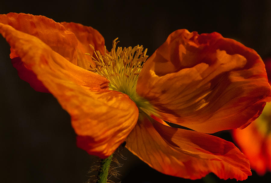 Orange Poppy Photograph by Thomas Hall