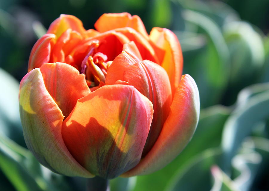 Orange Princess Tulip Photograph by Joseph Skompski