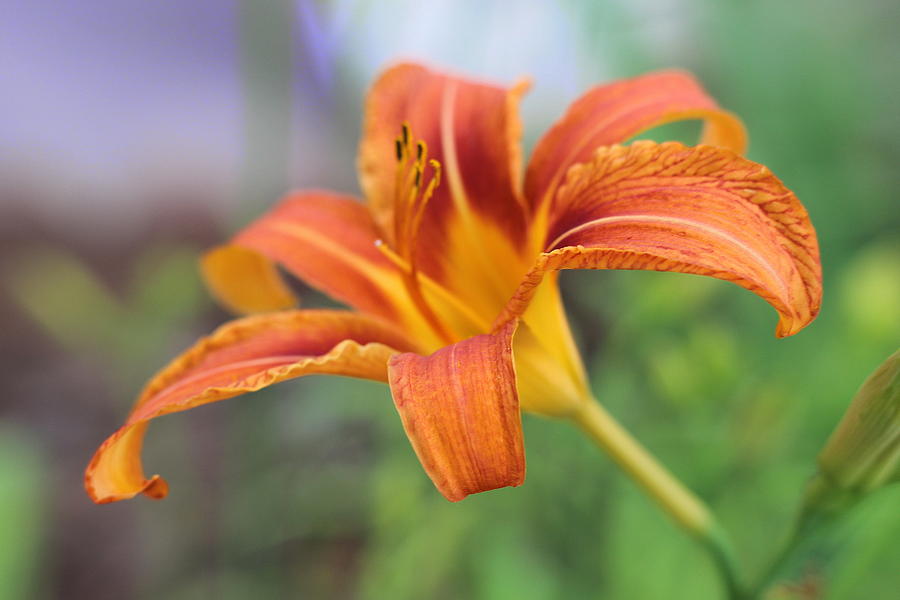 Orange-Red Daylily 3 Photograph by Cathy Lindsey - Fine Art America