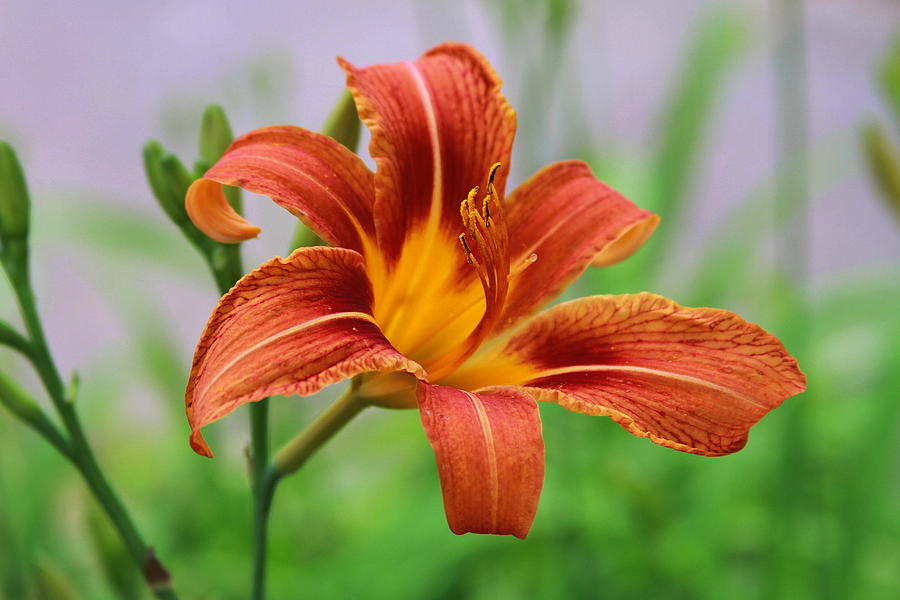 Flower Photograph - Orange-Red Daylily 4 by Cathy Lindsey