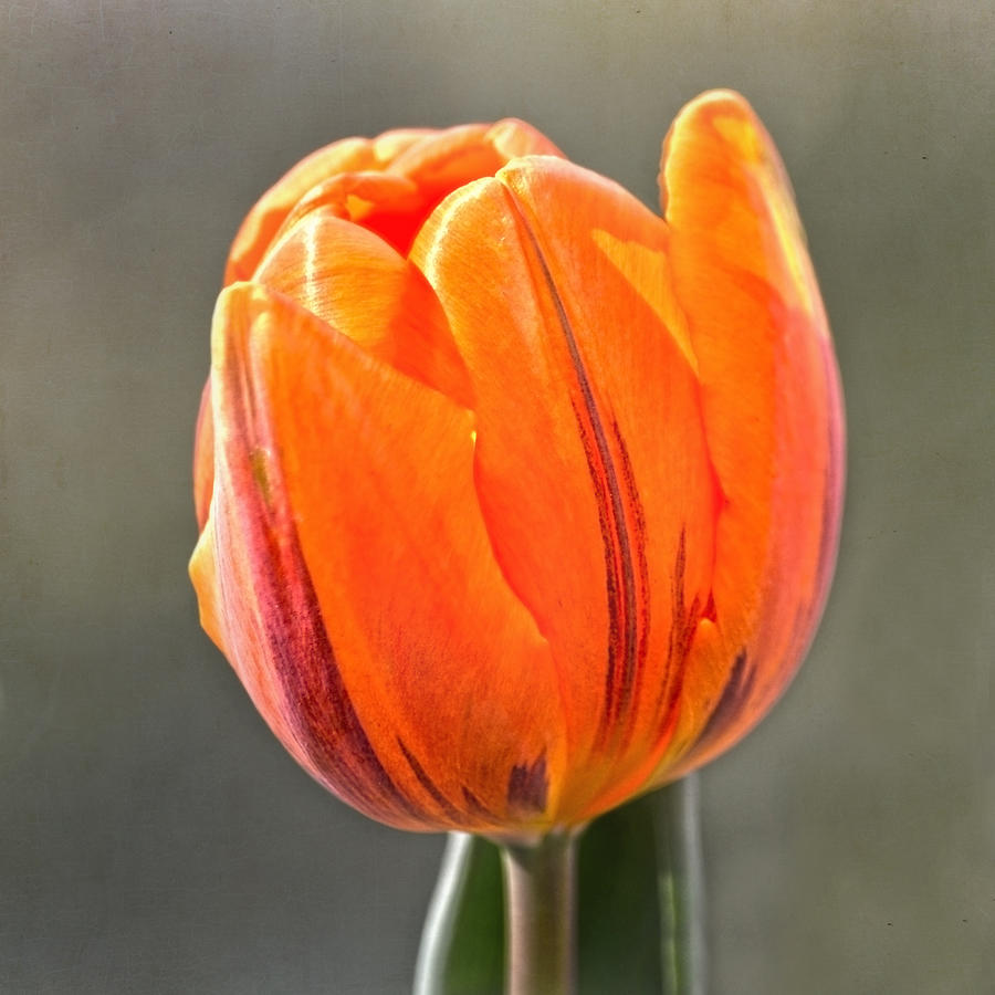 Orange Red Tulip Square Photograph by Sandi OReilly