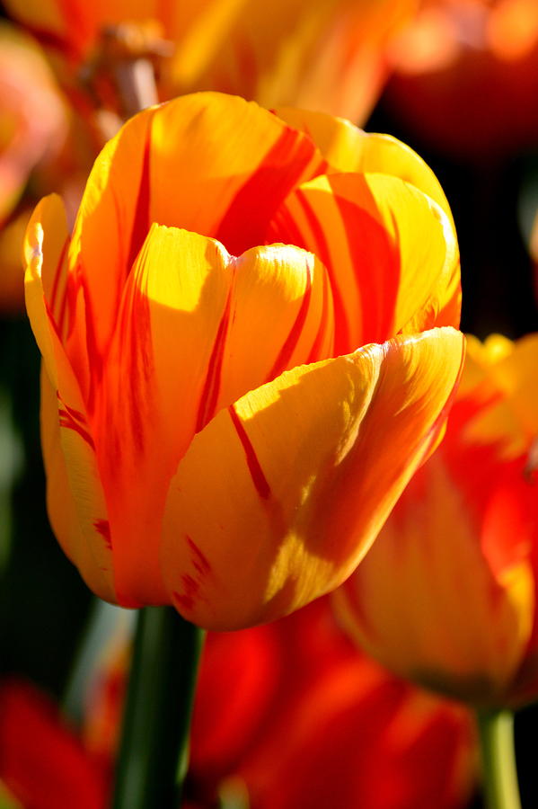 Tulip Photograph - Orange Red Tulip by Virginia Forbes